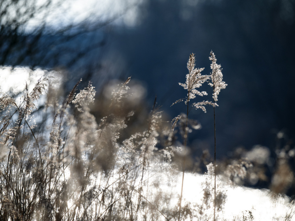 Schilfrohr am Fluss | Schilfrohr in Meldorf am Ufer des Flusses Miele, dessen Wasser im Gegenlicht wie Schnee erstrahlt. — Auflösung des Originals: 7336 x 5502 px. - Realisiert mit Pictrs.com
