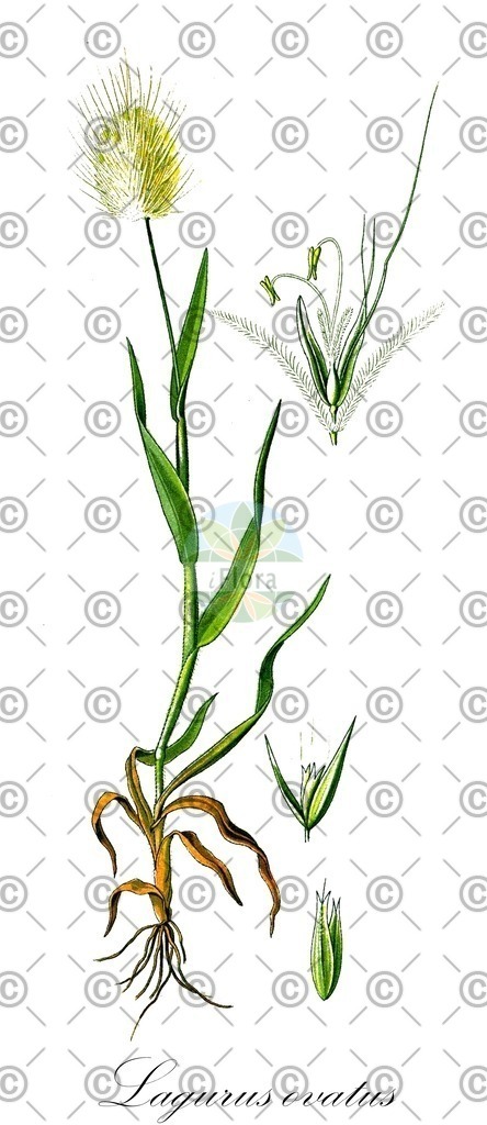 HistAbb_wfo-0001301490_1_ENZY_Simple | Historische Abbildung von Lagurus ovatus - Poaceae (Gewöhnliches Hasenschwanzgras;Samtgras) | Historical Illustration of Lagurus ovatus - Poaceae (hare's-tail)