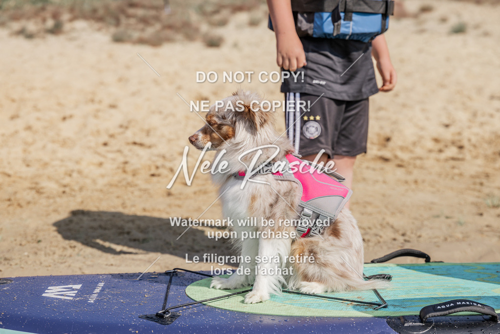 BUHU_SUP_252 | nelerasche