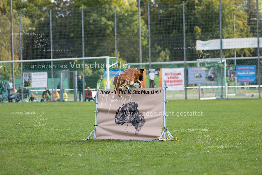 _16A5640 | Einzigartige Fotos von Hunden & Menschen –Actionfotos, Portraits, Vereinsaufnahmen & Paarshootings – authentisch, lebendig & mit Herz.