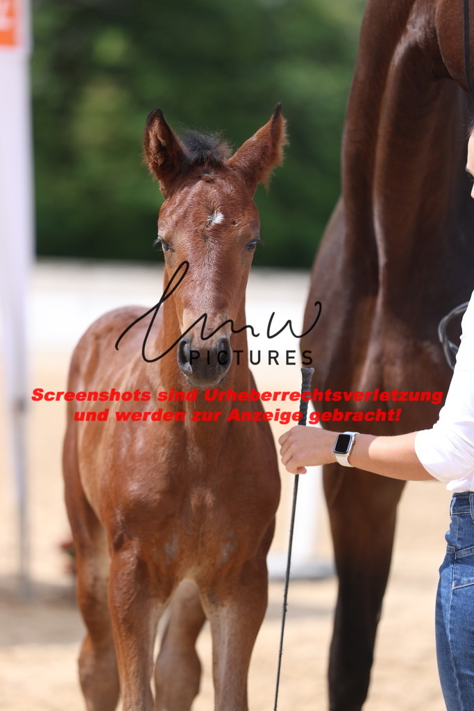 Fohlenschau_Schwäbisch_Hall_dressurbetonte_Fohlen_KN 13_5 | lmwpictures - Realisiert mit Pictrs.com