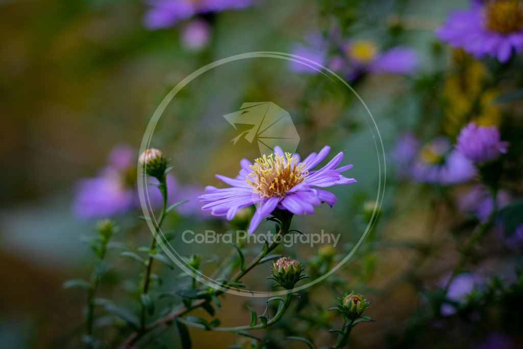 Neubelgische Aster 2 | CoBra Photography - Realisiert mit Pictrs.com