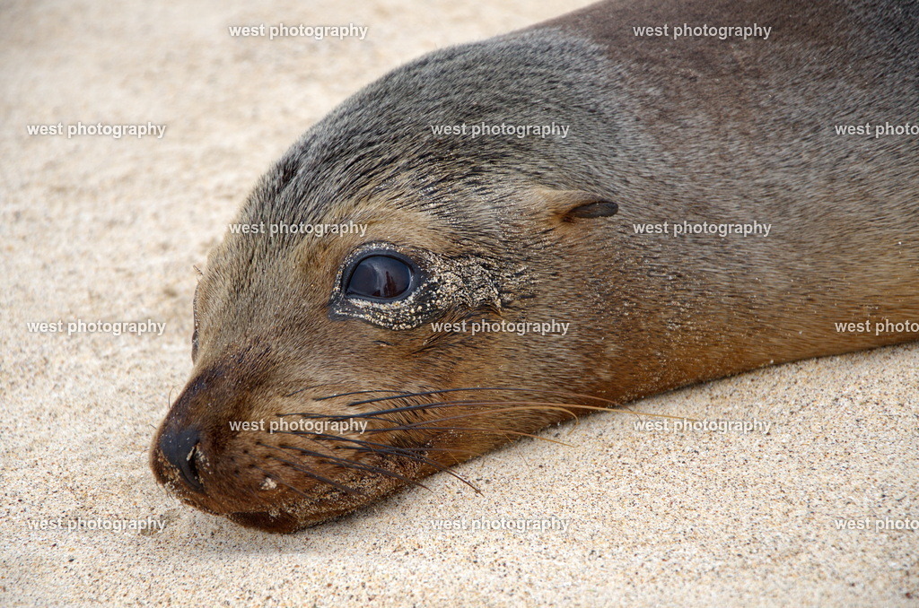 Galapagos Sea Lion - EQU 2015 | west photography - Realisiert mit Pictrs.com