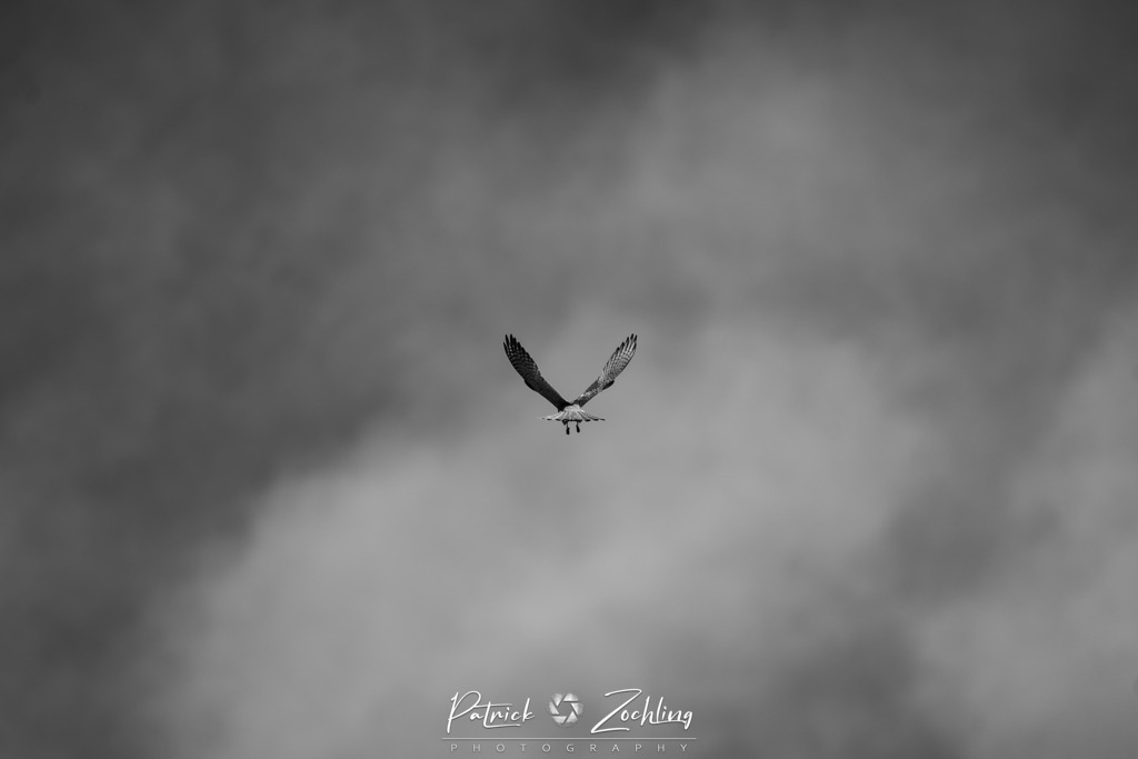 Animal-Collection-Zöchling (13) | Patrick Zöchling - Realisiert mit Pictrs.com