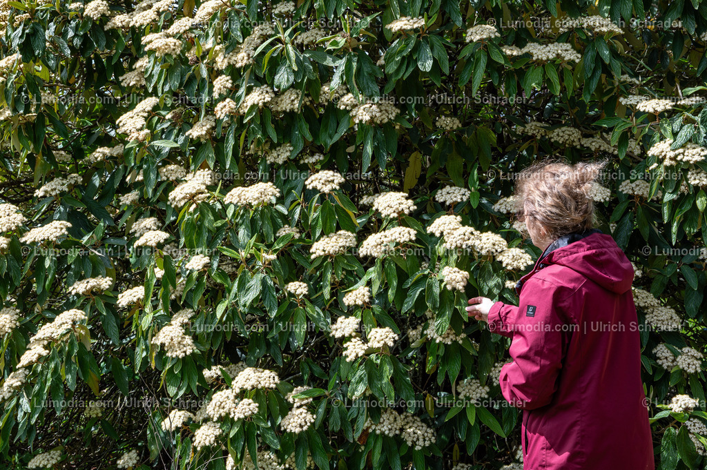 10049-14072 - Landschaftspark Degenershausen | Stockfoto und Bilderpool mit Bildmaterial aus Deutschland, dem Harz, Halberstadt, Quedlinburg, Wernigerode und weltweit. Qualitativ hochwertige und professionelle Fotos anschauen und kaufen. - Realisiert mit Pictrs.com