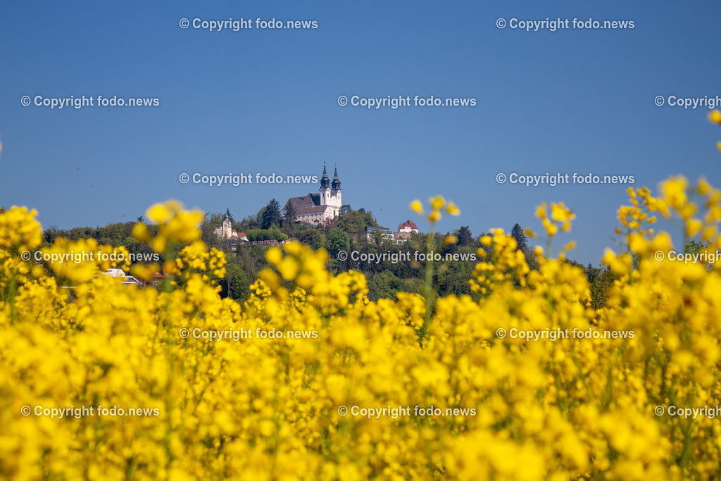 Poestlingbergkirche_ Wallfahrtsbasilika_ 05.05.2025-1 | 05.05.2025, LINZ, AUT, Themenbild, im Bild Pöstlingberg, Poestlingberg, Kirche, Berg, Fruehling, Himmel, Turm, Tuerme, Ausflugsziel, Poestlingbergkirche, Wallfahrtsbasilika, Wahrzeichen, Linz, Raps, Rapsfeld, Gelb, leuchtend, Pflanzen, Feature, Symbolbild