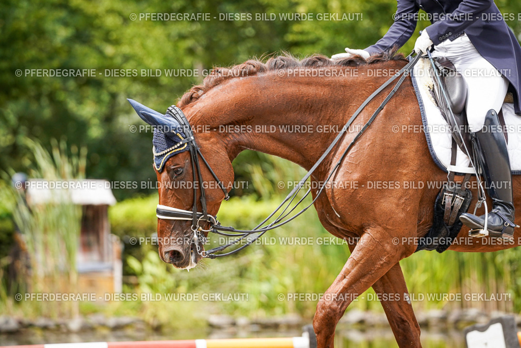 DSC05991 | Pferdegrafie