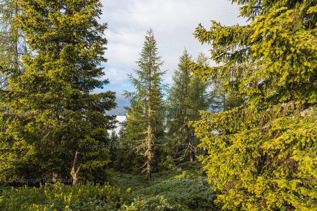 Divers_Erlebnisraum_Wald_23_Peter_Maier-38 | piet_flosse