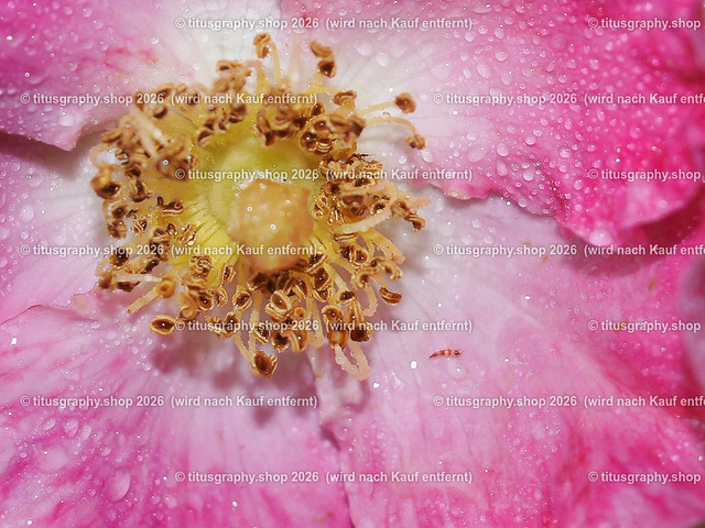 P6080271-titusgraphy-vz-a-q | Fotokunstarbeit aus der INSTAGRAM-Gallerie auf titusgraphy.eu - Realisiert mit Pictrs.com