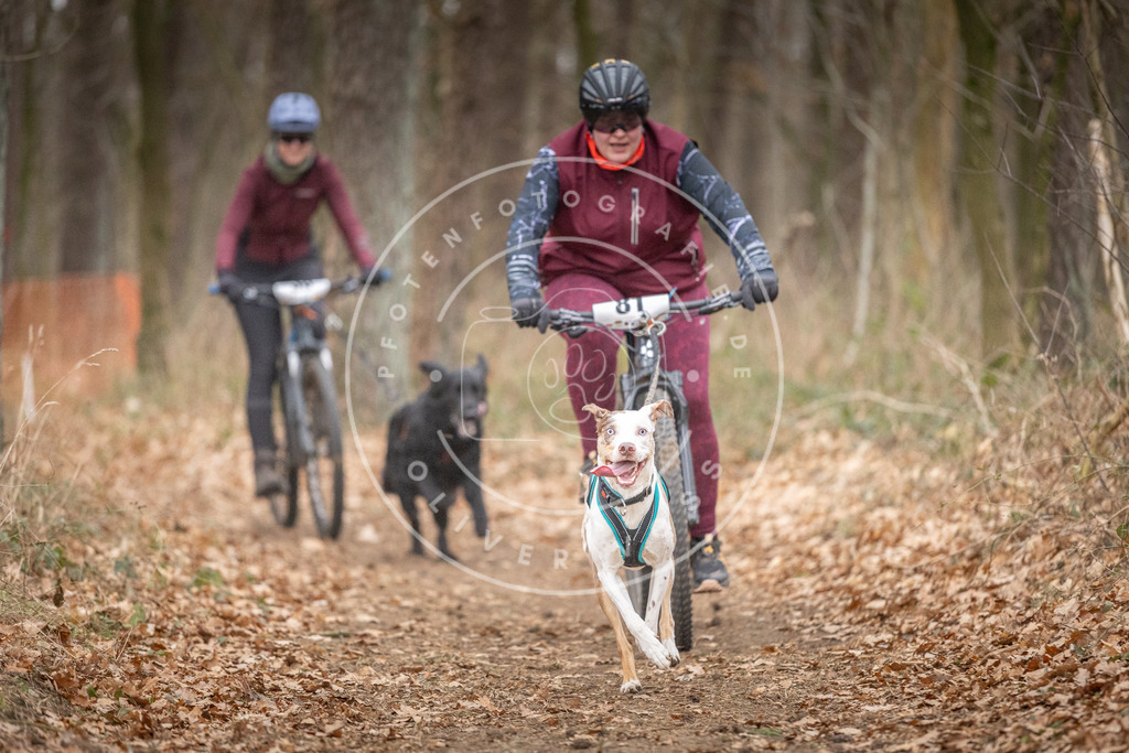 Pfotenfotografie_DV3A5884 | Hundefotografie, Tierfotograf, Pfotenfotografie, Fotoshooting Hund, Hunde Portrait, Hundesport, Hundeportraits, Heideshooting, Hunde, Sportfotograf, Hundefotograf, Turnierhundsport, THS,  - Realisiert mit Pictrs.com