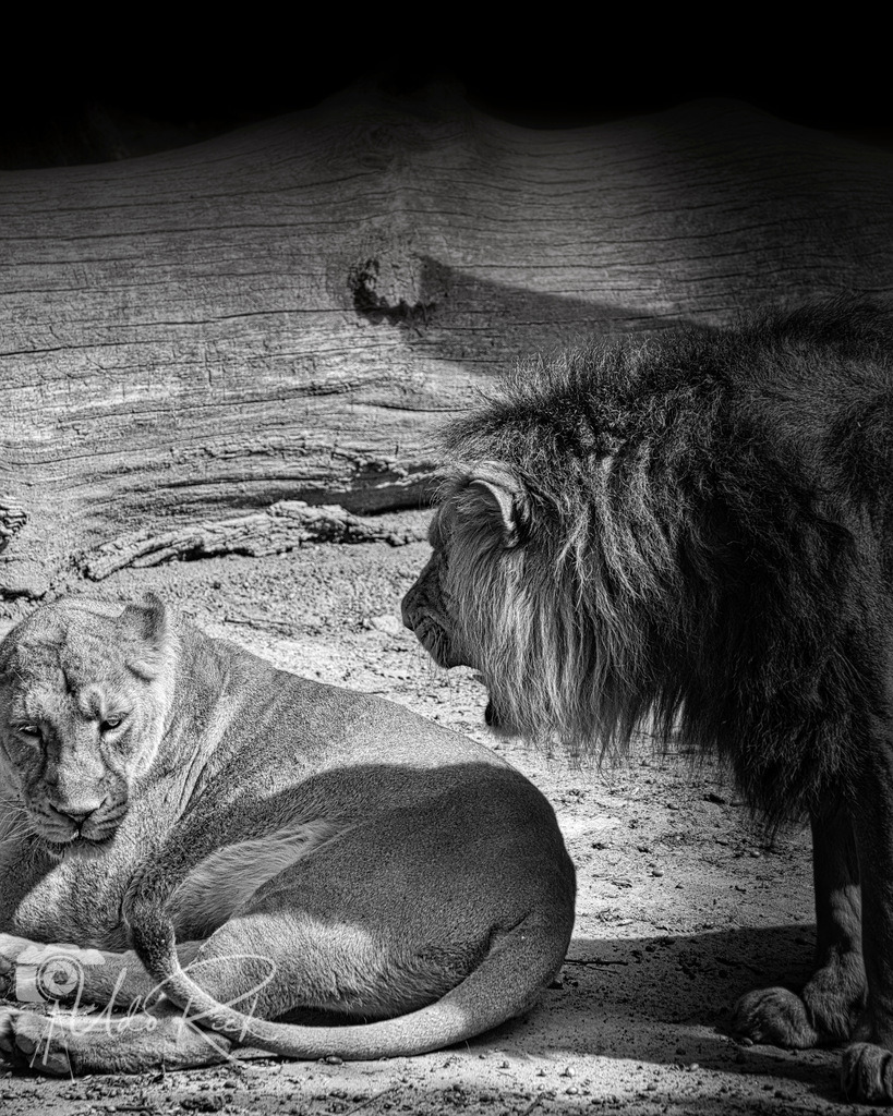 Leo7 | Entdecken Sie Fotografie aus Leidenschaft: Auftragsfotografie, HD-Fotos, Geschenkartikel aus Ihren Bildern und vieles mehr. Beauftragen Sie uns für besondere Momente!