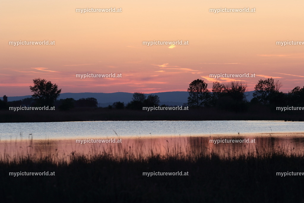 Seewinkel-228 | Das Bilderarchiv über Tiere, Planzen und Landschaften. In der Bilddatenbank finden Sie ein große Auswahl an hochwertigen Bilder für Ihre Werbung - Realisiert mit Pictrs.com