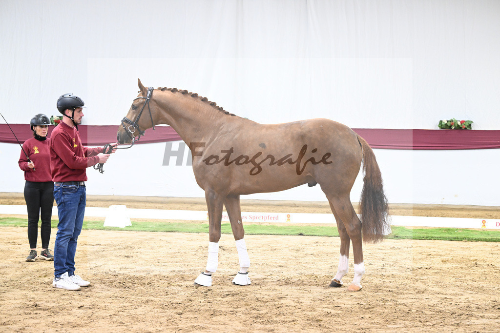 Kat-Nr. 62 Floricello x Zack_MH Pferdezucht u. -sport GmbH_47252344 | hf-fotografie - Realisiert mit Pictrs.com