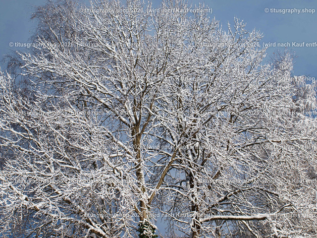 phototitusgraphy Winterimpressionen-Edition 001 | Fotokunstarbeit aus der INSTAGRAM-Gallerie auf titusgraphy.eu - Realisiert mit Pictrs.com
