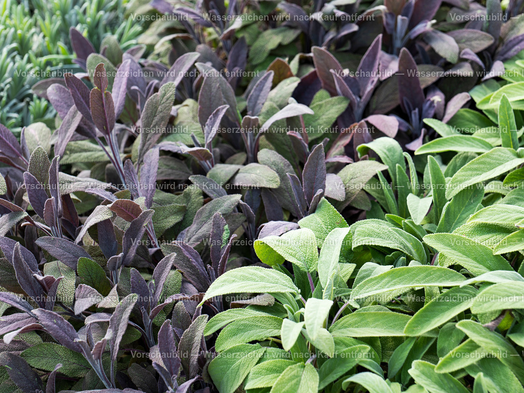 verschiedene Salbei Arten | verschiedene Salbei Arten, Bildfüllend und eng beieinander stehend - Realisiert mit Pictrs.com