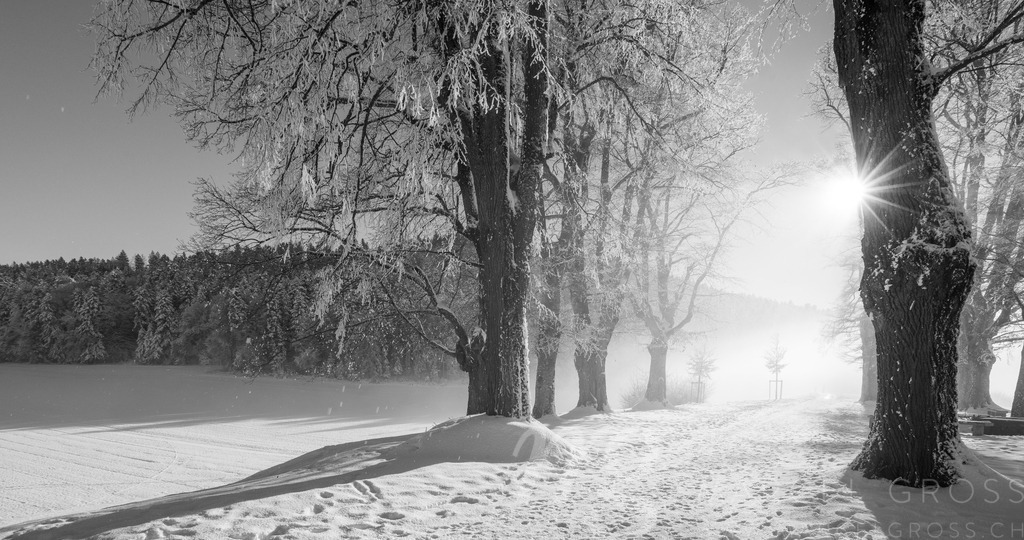 20241228-Schlosswil-315-Pano | Die ideale Geschenkidee für Naturliebhaber. Naturbilder von Marcel Gross Photography für ihr Zuhause in den verschiedensten Formaten und Materialien. - Realisiert mit Pictrs.com