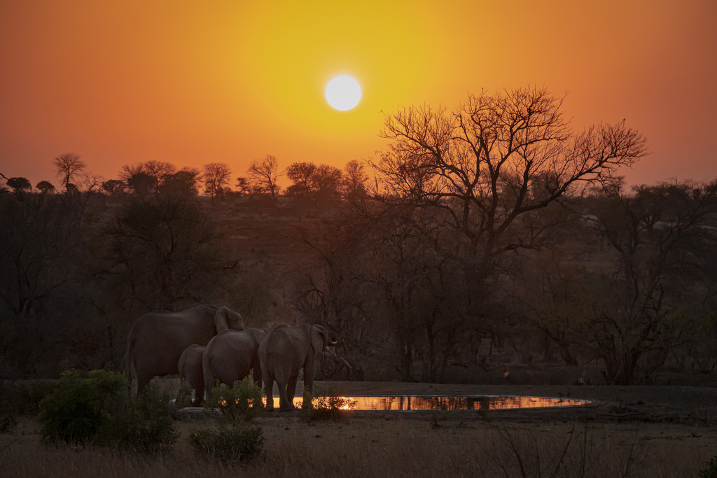 Elephants in sunset on waterhole | Onine Shop von Tratz Fotografie
Wildlife - Zoo - Nature Photography
Tierporträts, Landschaftsbilder und Naturaufnahmen
Wandbilder in vielen Formaten und Materialien
Download der Bilder für private und gewerbliche (nur nach Absprache) Zwecke. - Realisiert mit Pictrs.com
