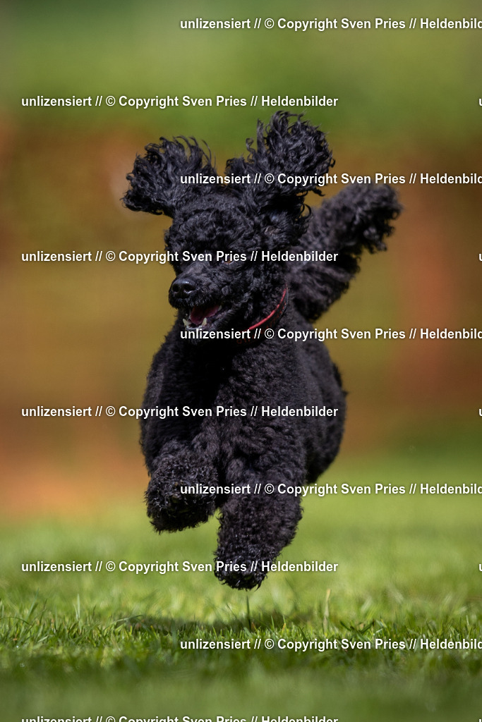 Sven Pries | 2024-04-21 - Hunderennen Baden-Oos
Foto: Sven Pries - Realisiert mit Pictrs.com