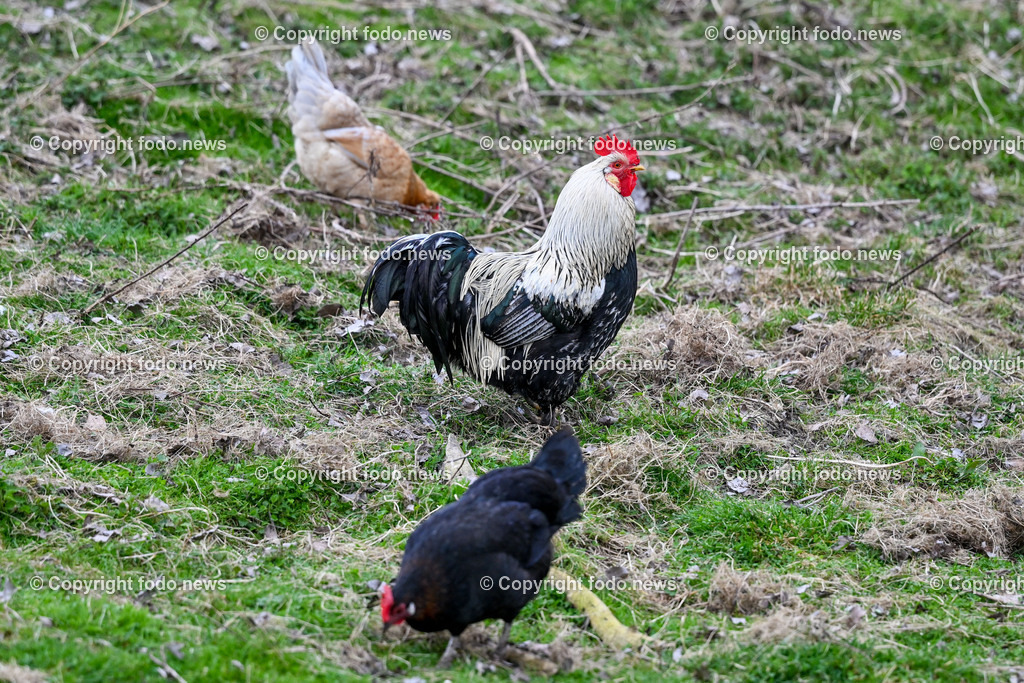 Gnadenhof Wiesmayrgut_ Tiere_ Gunskirchen_ 06.03.2024-20 | 06.03.2024, Gunskirchen, AUT, Gnadenhof Wiesmayrgut, Familie Fuchsberger, Bauernhof, im Bild Landwirtschaft, Lebenshof, Tierasyl, Tiere, Huehner, Hühner, Hennen, Haehne, Hahn, Hähne, Pony, Esel, Katze, Katzen, Kater, Lama, Haustiere, Wildtiere, Nutztiere, Tierheim, Tierschutz