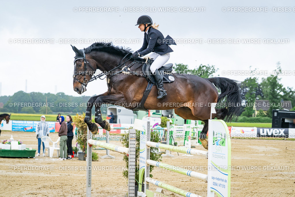 DSC04420 | Pferdegrafie