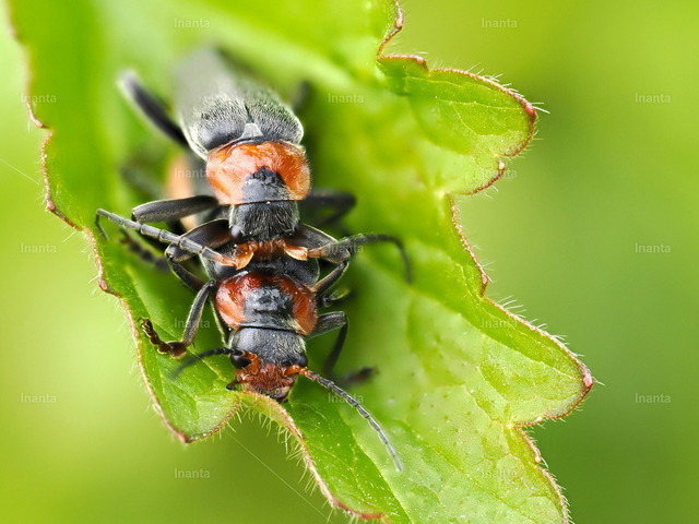 Gemeiner Weichkäfer (Rhagonycha fulva) | Der Gemeine Weichkäfer (Rhagonycha fulva) ist ein 7–11 mm langer, weichflügeliger Käfer mit leuchtend roten Flügeldecken und schwarzer Spitze. Er gehört zur Familie der Weichkäfer und sitzt häufig in großer Zahl auf Doldenblüten.
 –  – 
The Common Red Soldier Beetle (Rhagonycha fulva) is a 7–11 mm soft-winged beetle with bright red elytra and black tips. It belongs to the soldier beetle family and is often seen in large numbers on umbellifer flowers. - Realisiert mit Pictrs.com
