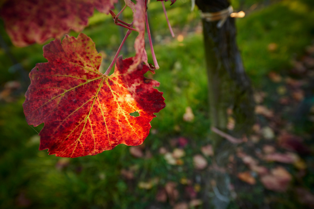 rotes Weinblatt | Hagenbrunn, Austria - October 18, 2014: rotes Weinblatt im Weingarten. - Realisiert mit Pictrs.com