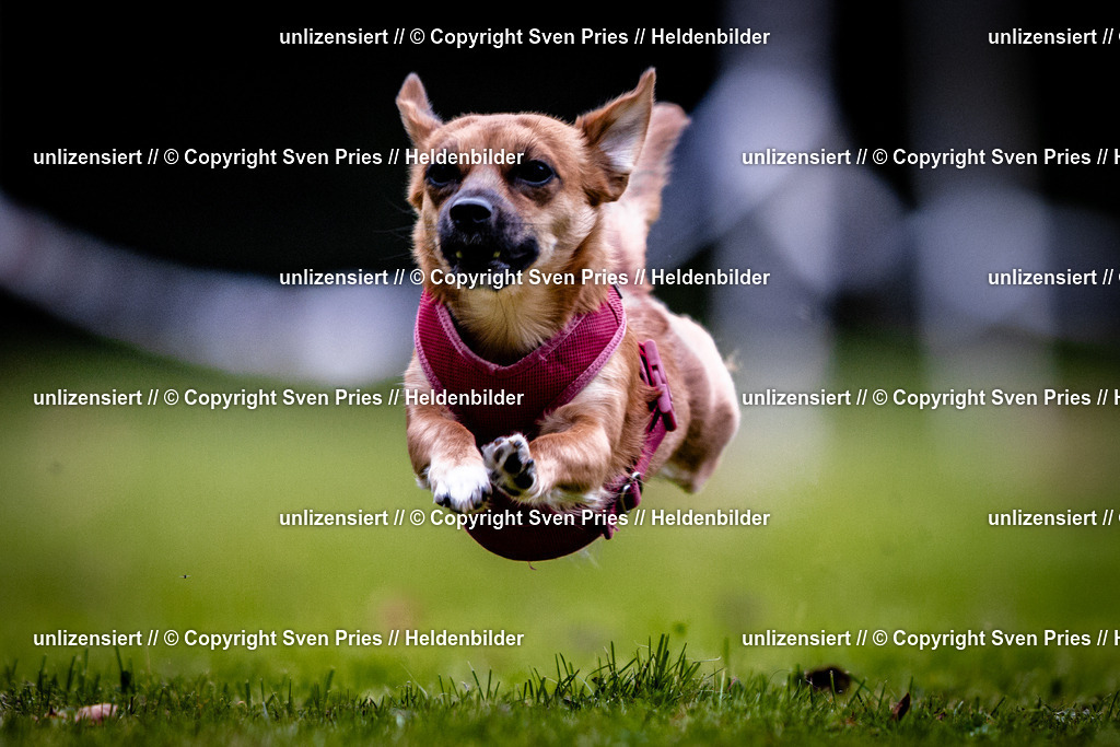 Sven Pries | 2025-10-03 - Hunderennen Obergrombach - Realisiert mit Pictrs.com