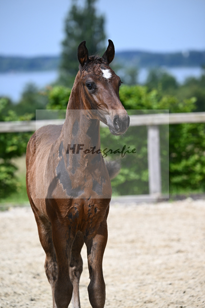 Chubakko x For Keeps_HF_Zuchthof Meindl_19240179 | hf-fotografie - Realisiert mit Pictrs.com