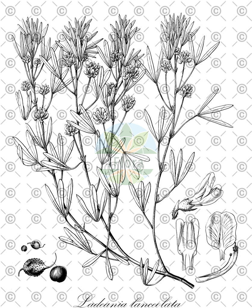 HistAbb_wfo-0000222077_1_ENZY_Simple | Historische Abbildung von Ladeania lanceolata - Fabaceae | Historical Illustration of Ladeania lanceolata - Fabaceae