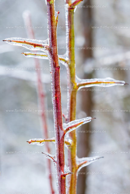 Eis Dornen | Naturfoto | Gesehen in Hofheim