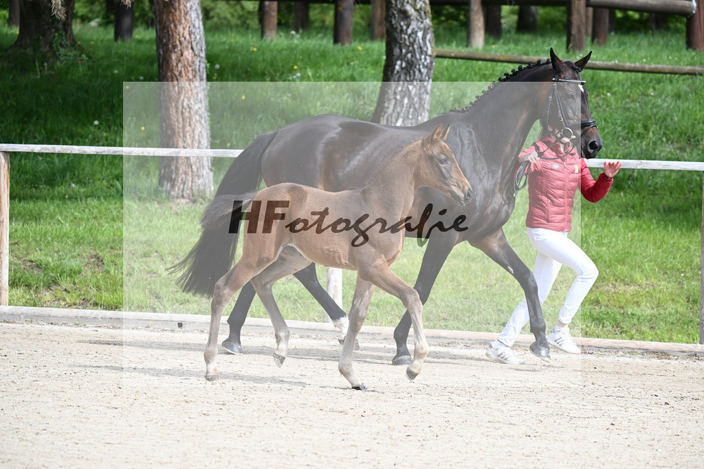 Glamourdale x San Muscadet_SF_Rattenhuber_11240010 | hf-fotografie - Realisiert mit Pictrs.com