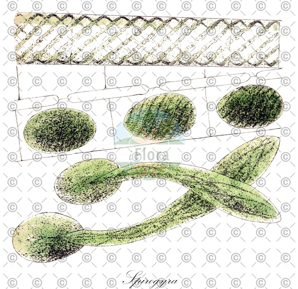 HistAbb_7LCX_2_ENZY_Simple | Historische Abbildung von Spirogyra - Zygnemataceae (0) | Historical Illustration of Spirogyra - Zygnemataceae (0)