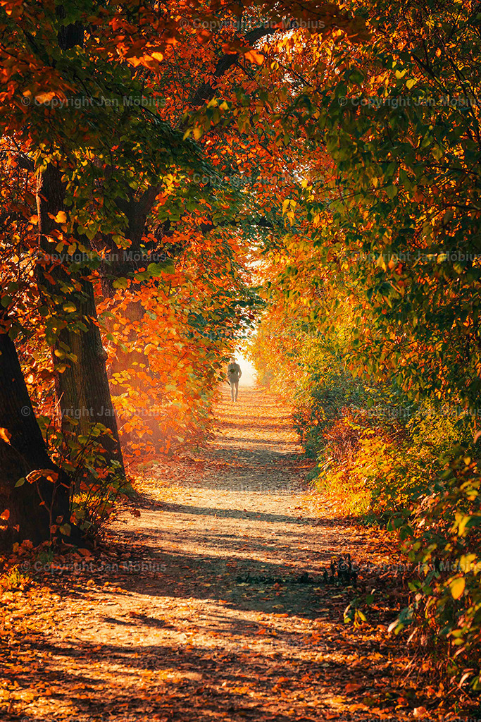 Clara Park | Der Clara-Zetkin-Park in Leipzig ist ein beliebter Ort für Natur, Sport und Erholung – perfekt für Spaziergänge, Jogging und entspannte Stunden im Grünen. - Realisiert mit Pictrs.com