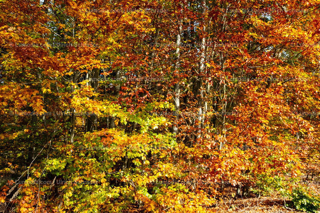 10049-13626 - Herbstwanderung im Harz | Stockfoto und Bilderpool mit Bildmaterial aus Deutschland, dem Harz, Halberstadt, Quedlinburg, Wernigerode und weltweit. Qualitativ hochwertige und professionelle Fotos anschauen und kaufen. - Realisiert mit Pictrs.com