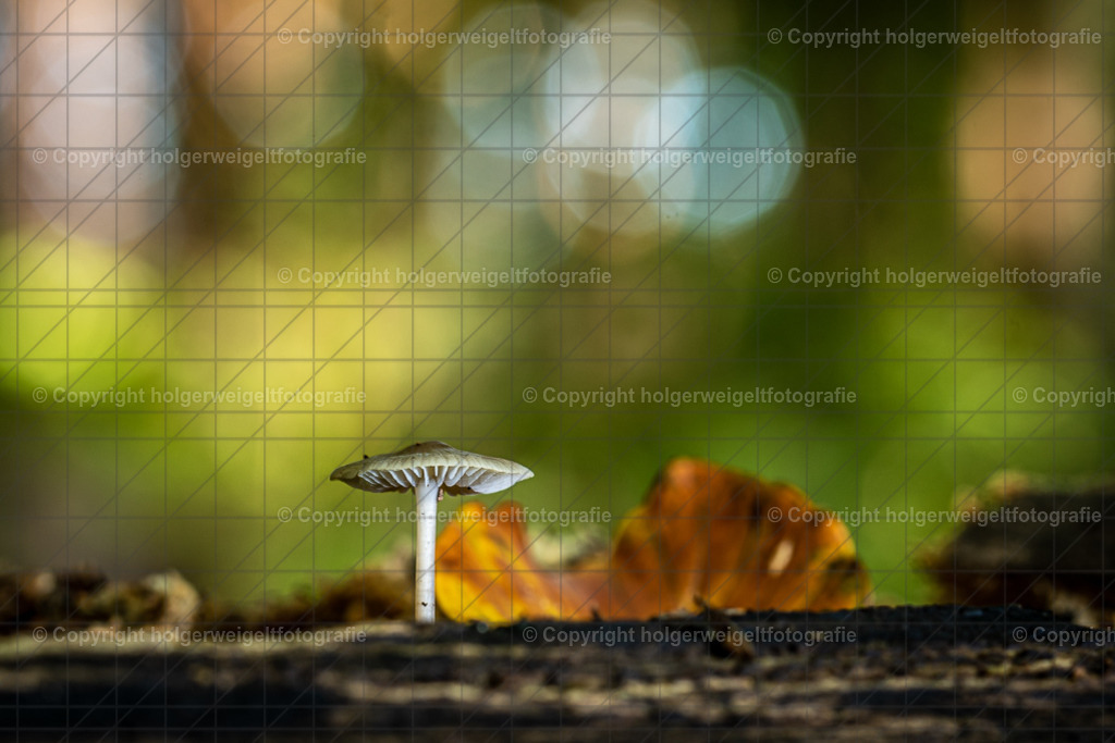 Little Mushroom | Kaufen sie online außergewöhnliche Fotografien auf Leinwand Acrylglas Fotoprint Aludibond von holgerweigeltfotografie - Realisiert mit Pictrs.com