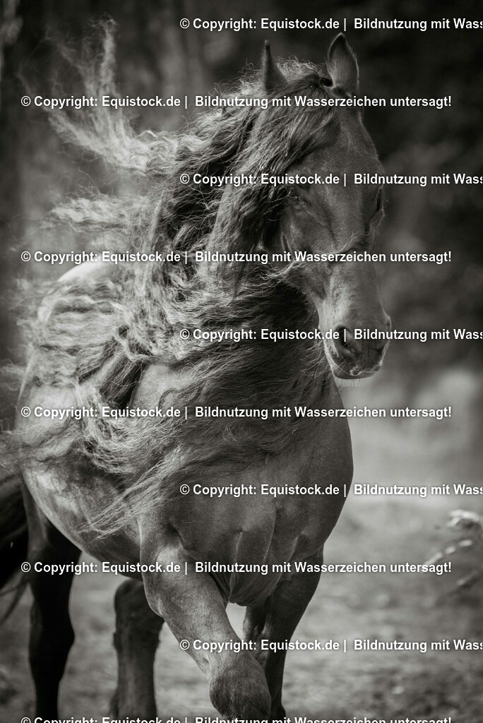 20150929_TOMsPiC_0276 | equistock