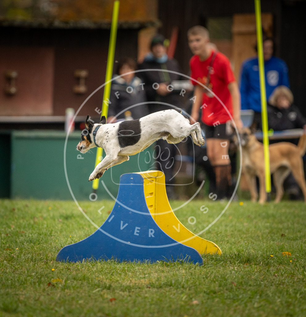 Pfotenfotografie_DV3A6724 | Hundefotografie, Tierfotograf, Pfotenfotografie, Fotoshooting Hund, Hunde Portrait, Hundesport, Hundeportraits, Heideshooting, Hunde, Sportfotograf, Hundefotograf, Turnierhundsport, THS,  - Realisiert mit Pictrs.com