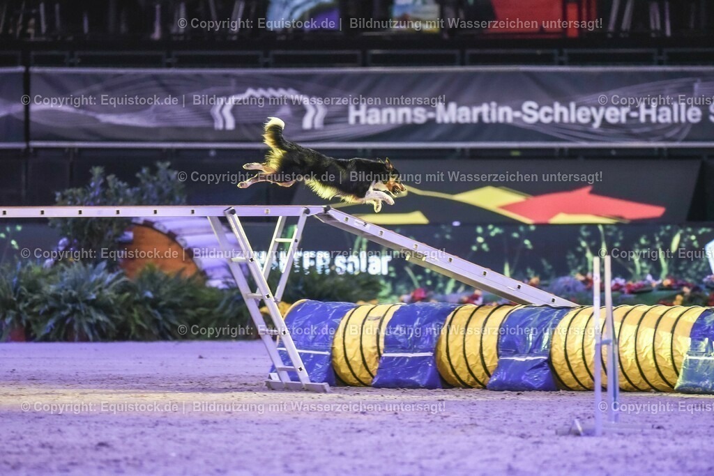 20231115_Dog-Agility_0138_TOMsPiC | Foto: Thomas Hartig