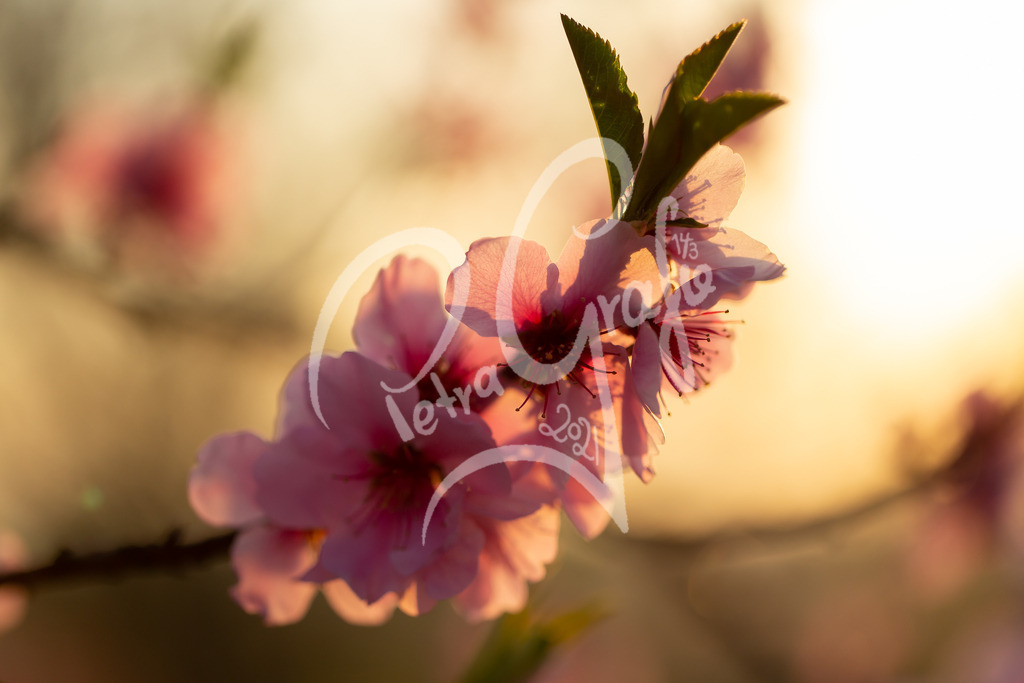 Mandelblüte-0350 | petragrafie - Realisiert mit Pictrs.com