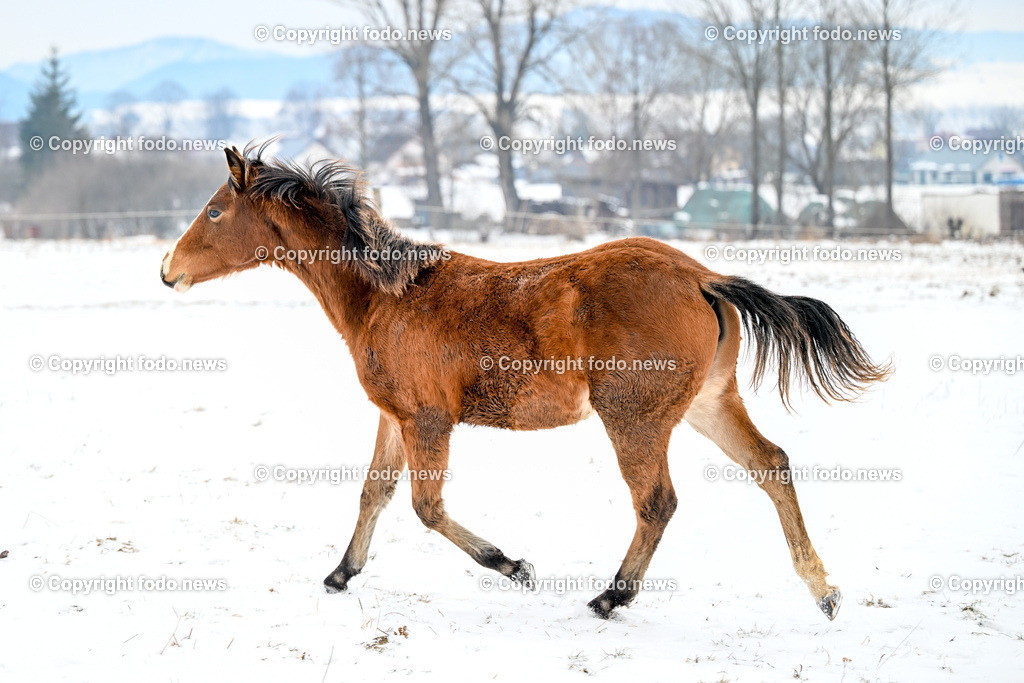 Slowakei_ Durcina_ Ranch Simba_ 06.01.2026-5 | 06.01.2026, Rajec, SVK, Themenbild, Pferde, im Bild Pferd, Pferde, Stute, Hengst, Fohlen, Quarter Horse, Ranch, Weide, Hof, Wiese, Stall, Nutztier, Tier, Winter, Schnee