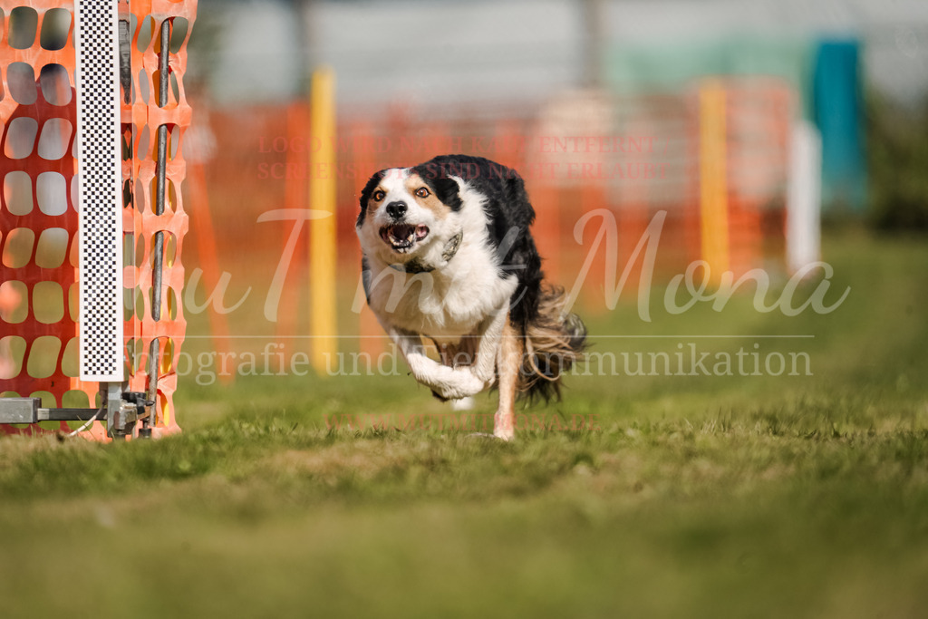 20250928_Hunderennen-425 | MuT (Mensch und Tier) mit Mona - Fotografie und Tierkommunikation - Realisiert mit Pictrs.com
