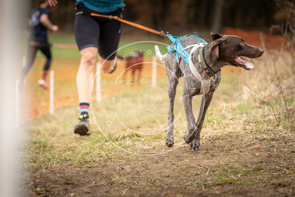 DV3A2088 | Hundefotografie, Tierfotograf, Pfotenfotografie, Fotoshooting Hund, Hunde Portrait, Hundesport, Hundeportraits, Heideshooting, Hunde, Sportfotograf, Hundefotograf, Turnierhundsport, THS,  - Realisiert mit Pictrs.com