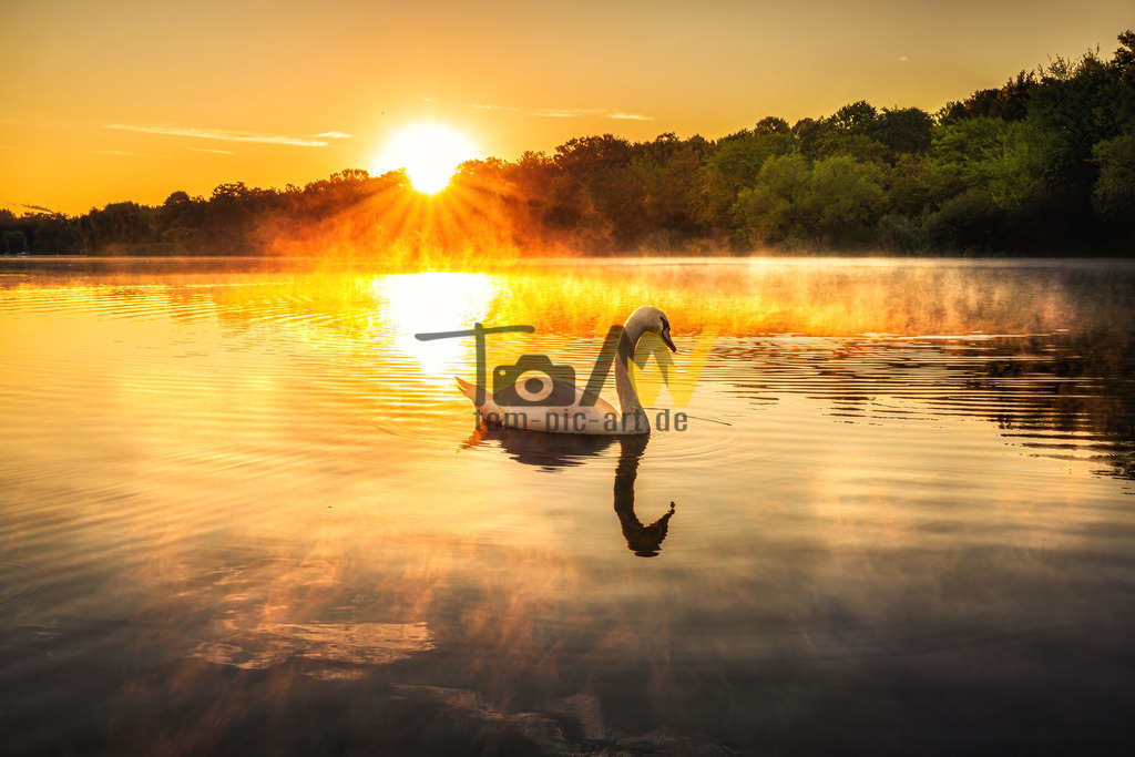 Schwan auf einem stillen See bei Sonnenaufgang---Stuttgart | Hochauflösende und hochwertige Bilder und Fotos.Kommerzielle oder private Nutzung ✔ Bilder downloaden✔ Acryl ✔ Leinwand ✔ Poster ✔
 - Realisiert mit Pictrs.com