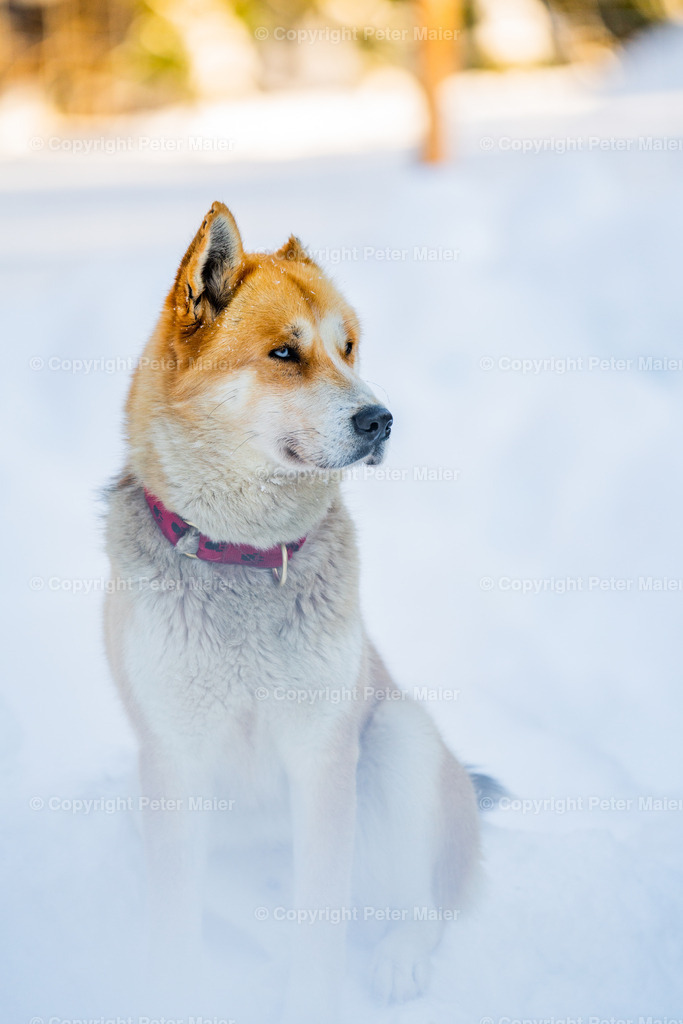 Huskyschlitten_Faubelhof_Hohenthurn-16 | piet_flosse
