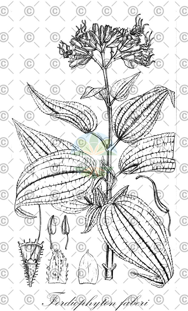 HistAbb_wfo-0000832113_2_ENZY_Simple | Historische Abbildung von Fordiophyton faberi - Melastomataceae | Historical Illustration of Fordiophyton faberi - Melastomataceae