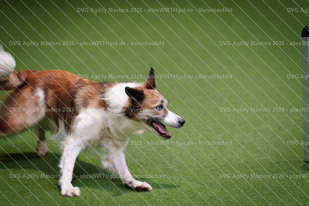 allesWIRTHgut_Tierfotografie-DVG_Agility_Masters_2026-09_23-7R501569 | Professionelle Tierfotografie in Mönchengladbach von Daniel Wirth (allesWIRTHgut). Liebevolle & natürliche Bilder von Hunden & Katzen für unvergessliche Erinnerungen.