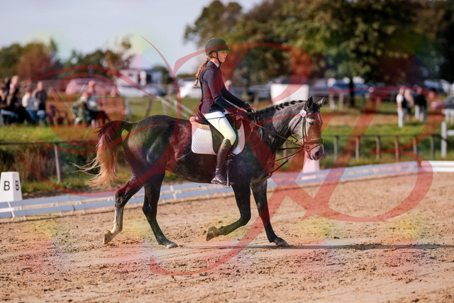 2026_10_03_Siefer-Hof_120039_Z81_02722413 | Professionelle Reitsport-, Turnier- und Eventfotografie von Robert Broda. Galerien mit ausgewählten und bearbeiteten Bildern direkt online ansehen und bestellen.