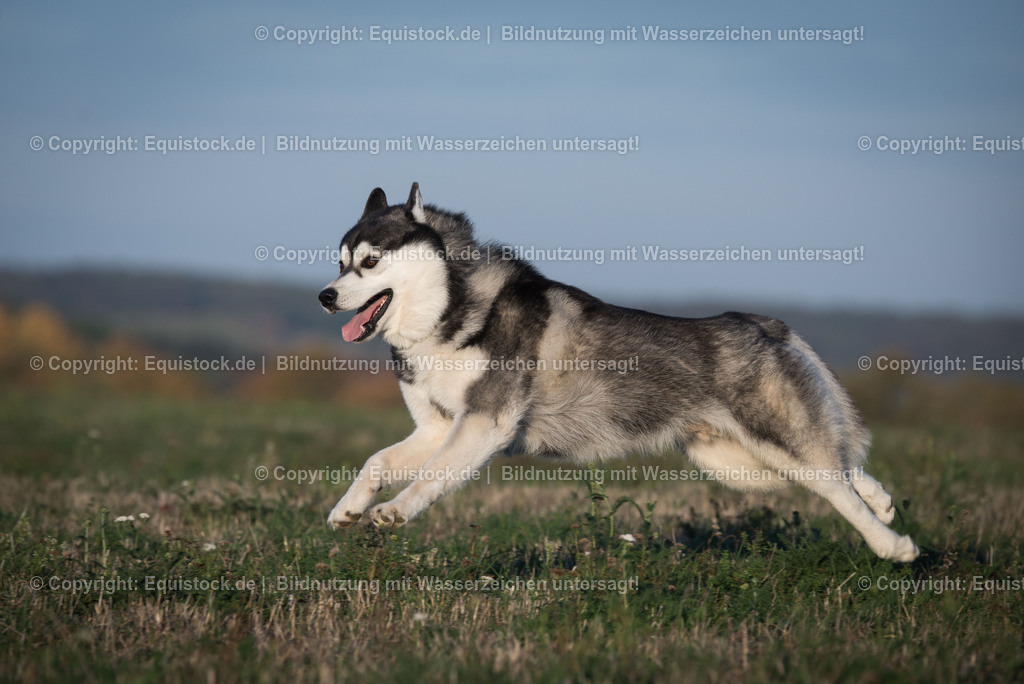 20181016_Hund_0033 | Foto: Thomas Hartig