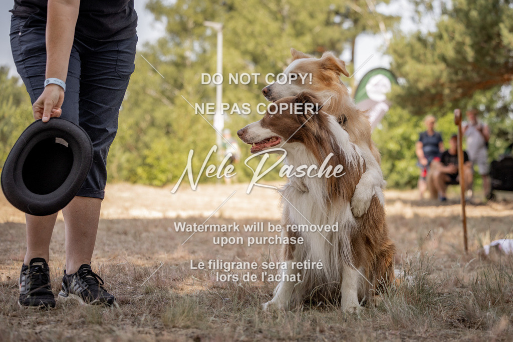 nelerasche_soDD2_173 | nelerasche