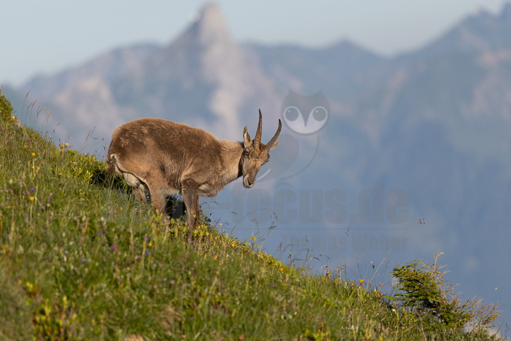 _5NF5420_20250710 | Das Bild zeigt einen Steinbock, der auf einem Hang steht und den Boden inspiziert. Der Steinbock ist das Hauptaugenmerk des Bildes und steht im Vordergrund. Der Hintergrund besteht aus einem verschwommenen Bergpanorama, das die Weite der Landschaft andeutet. Das Tier scheint in seiner natürlichen Umgebung zu sein und sucht möglicherweise nach Nahrung oder beobachtet seine Umgebung. Die Farben sind gedämpft und harmonisch, was eine ruhige und friedliche Atmosphäre schafft. - Realisiert mit Pictrs.com